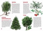 Велика книжка рослинний світ України. Зображення №1
