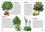 Велика книжка рослинний світ України. Зображення №2