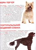Велика книжка мисливські собаки. Зображення №3