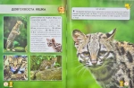 Світ навколо нас. Великі кішки. Изображение №4