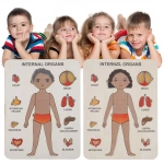 Пазли навчальні Internal Organs Strateg 30349 № 3. Изображение №2