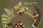 Тварини винахідники і будівельники. Зображення №2