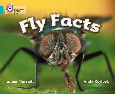 Big Cat 7 Fly Facts. Workbook. Big Cat 7 Fly Facts. Workbook.