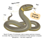 Познайомся і погладь: Лісові тварини. Изображение №4