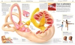 Енциклопедія знань. Тіло людини. Зображення №5