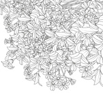 Квітучі сади. Розмальовка. Зображення №2