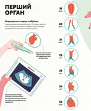 Серце. Історія, наука і багато любові. Изображение №2