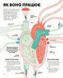 Серце. Історія, наука і багато любові. Изображение №7