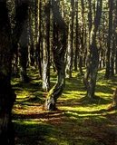 Шінрін-йоку. Цілюще мистецтво лісотерапії. Зображення №5