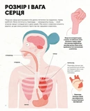 Серце. Історія, наука і багато любові. Изображение №5
