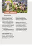 Як і де збирати гриби. Зображення №6