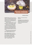 Як і де збирати гриби. Зображення №7