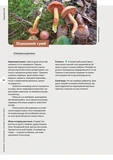 Як і де збирати гриби. Зображення №8