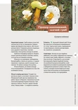 Як і де збирати гриби. Зображення №9