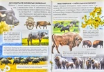 Дивовижна енциклопедія про тварин у запитаннях і відповідях. Изображение №4