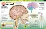 Карколомний мозок. Імпульсивні нейрони, мінливі синапси, хвостаті аксони. Зображення №3