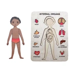 Пазлы обучающие Internal Organs Strateg 30349 № 3. Изображение №4