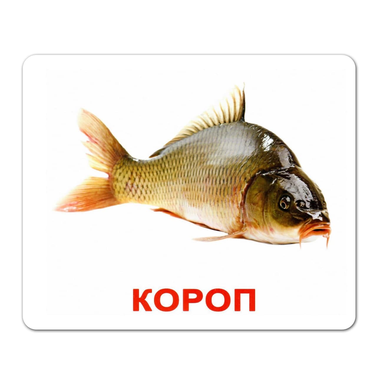 Ламированные карточки Домана «Обитатели водоемов» Ламированные карточки Домана «Обитатели водоемов»
