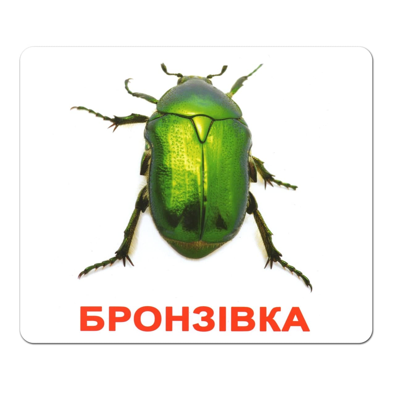 Ламированные карточки Домана «Насекомые» Ламированные карточки Домана «Насекомые»