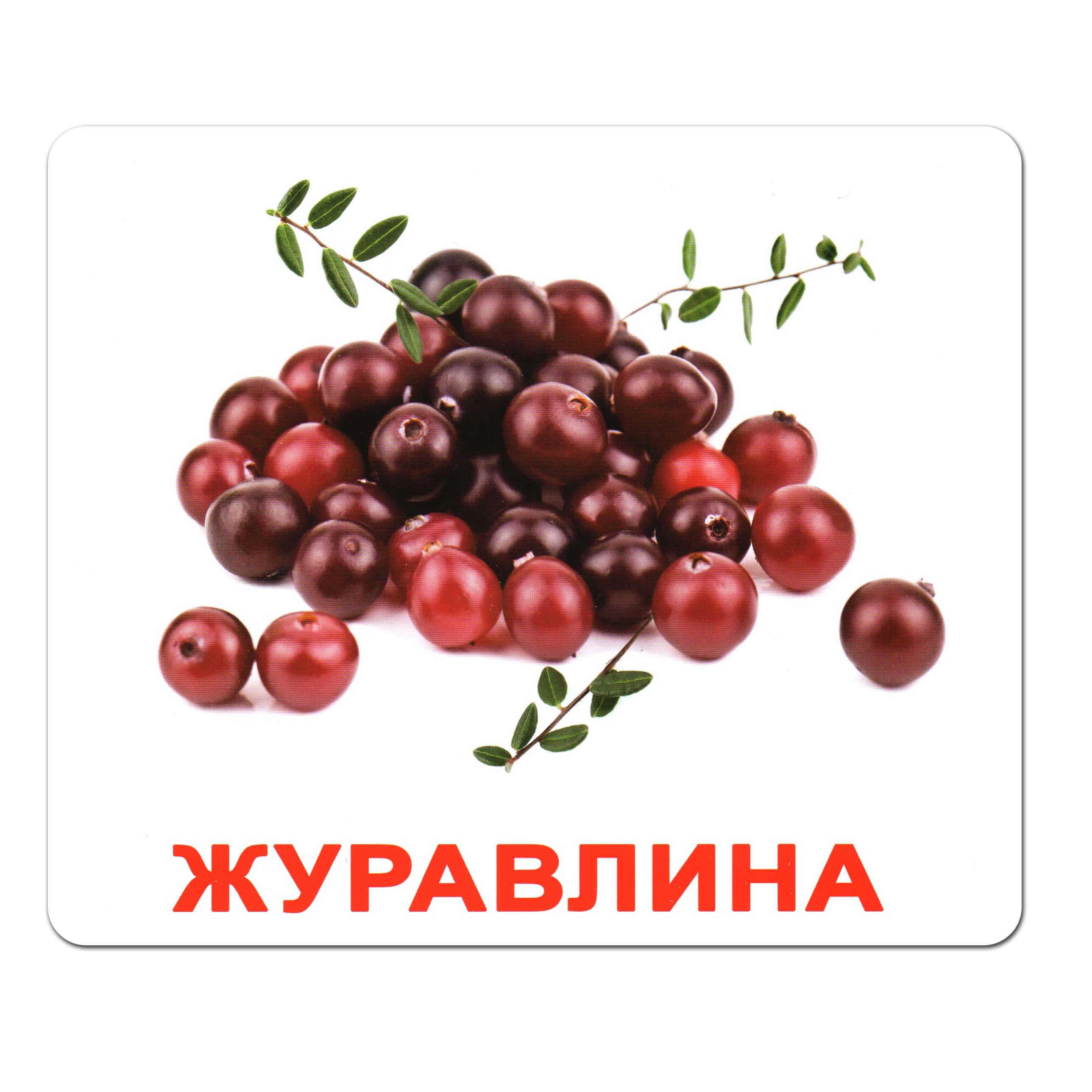 Ламинированные карточки Домана «Ягоды» Ламинированные карточки Домана «Ягоды»