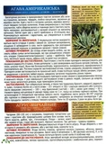Повний атлас лікарських рослин. Глорія. Зображення №3