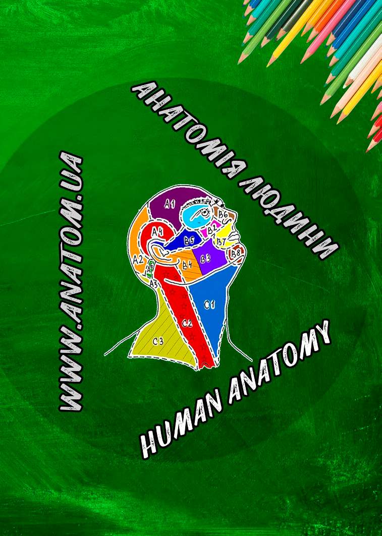 Анатомия человека Анатомия человека